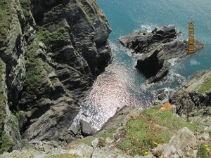 South Stack, Walia
