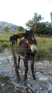Sa Calobra, Majorka