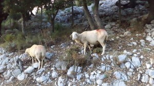 Sa Calobra, Majorka