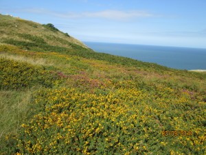 Llandudno, Walia