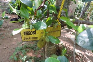 Spice & Herbal Garden