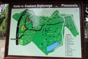 Pinnawala Elephant Orphanage
