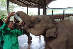 Pinnawala Elephant Orphanage