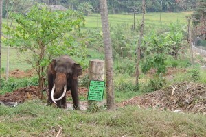 Pinnawala Elephant Orphanage