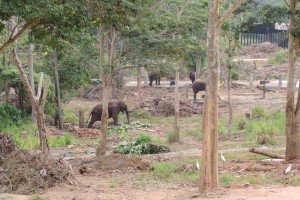 Pinnawala Elephant Orphanage