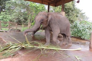 Pinnawala Elephant Orphanage