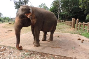 Pinnawala Elephant Orphanage