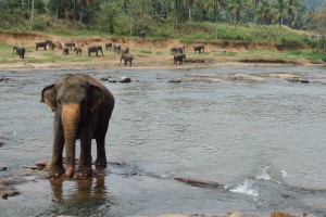 Pinnawala Elephant Orphanage