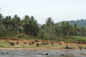 Pinnawala Elephant Orphanage