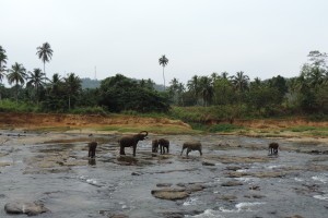 Pinnawala Elephant Orphanage