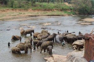 Pinnawala Elephant Orphanage