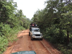 Minneriya National Park