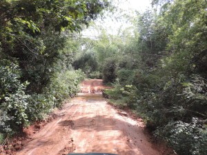 Minneriya National Park