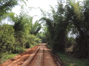 Minneriya National Park