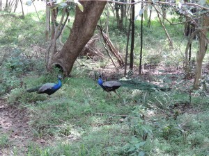 Minneriya National Park