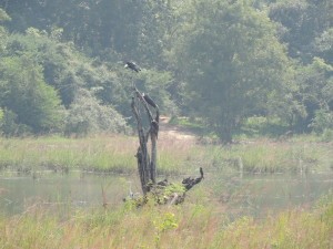 Minneriya National Park