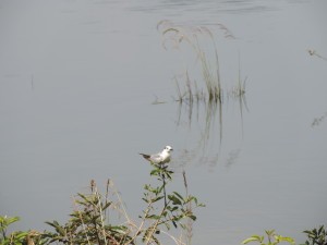 Minneriya National Park