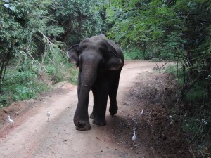 Minneriya National Park