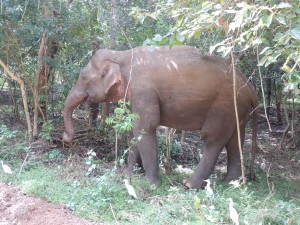 Minneriya National Park