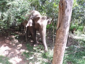 Minneriya National Park