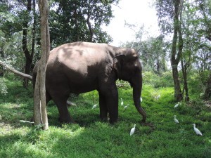 Minneriya National Park