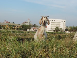 Jaffna